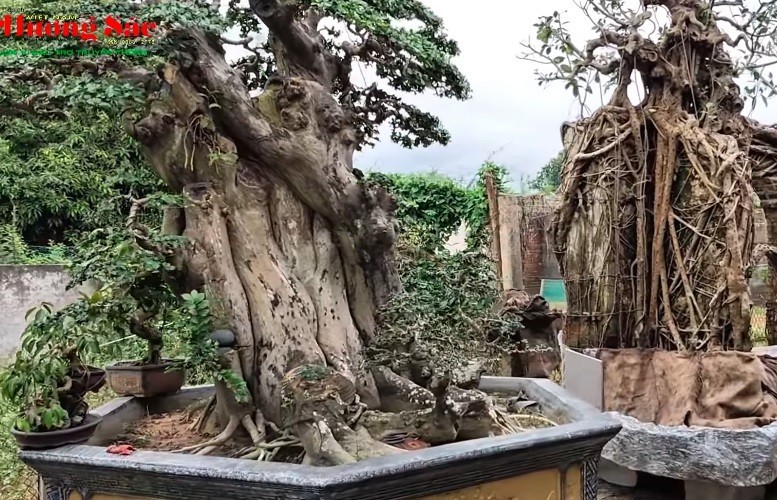 Thăm khu vườn của nghệ nhân Nguyễn Thành, xã Đông Sơn, Quảng Ngãi