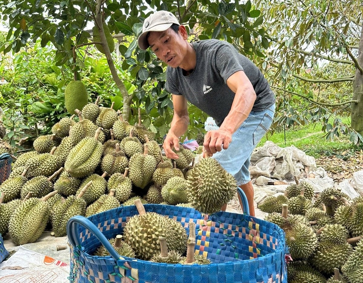 Gỡ điểm nghẽn chất lượng để sầu riêng Việt Nam xuất khẩu bền vững Gỡ điểm nghẽn chất lượng để sầu riêng Việt Nam xuất khẩu bền vững