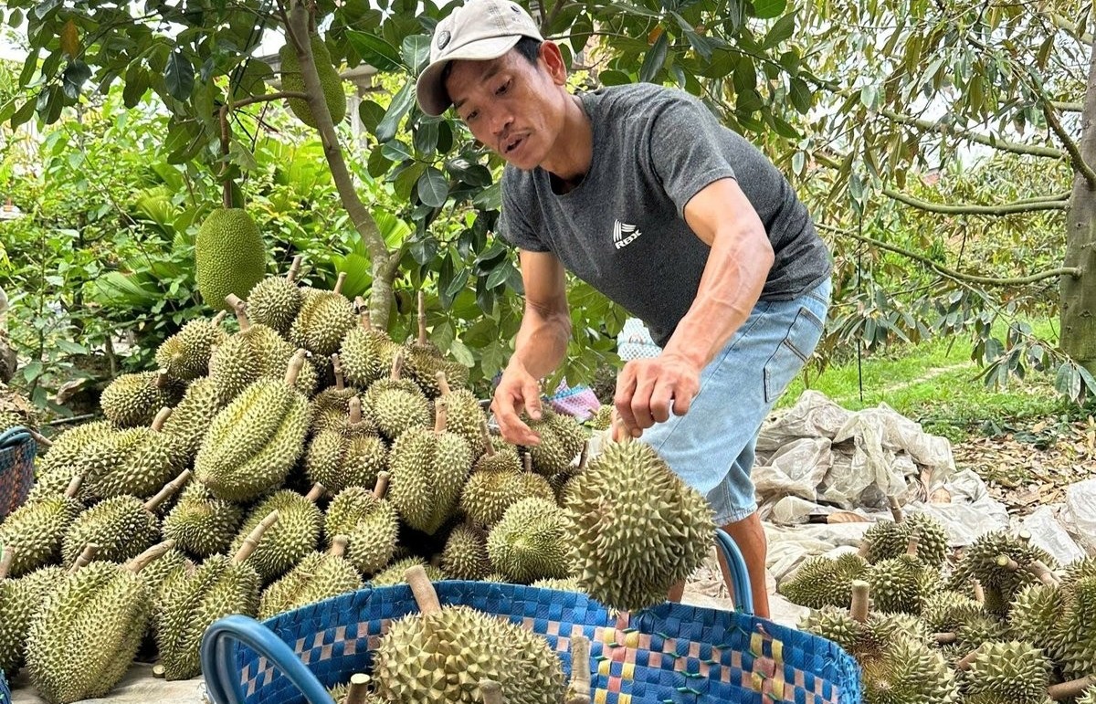 Gỡ điểm nghẽn chất lượng để sầu riêng Việt Nam xuất khẩu bền vững