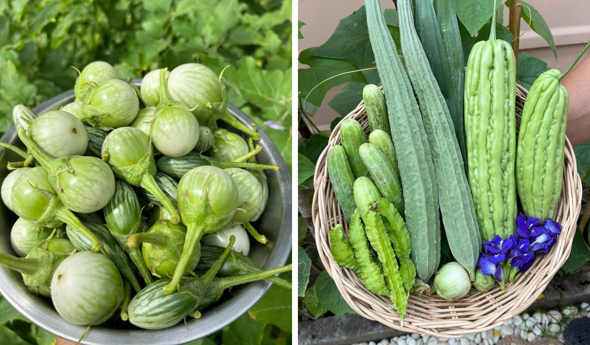 Bà mẹ Bắc Ninh biến sân thượng 100 m² thành “siêu thị rau sạch” giữa mùa bão giá