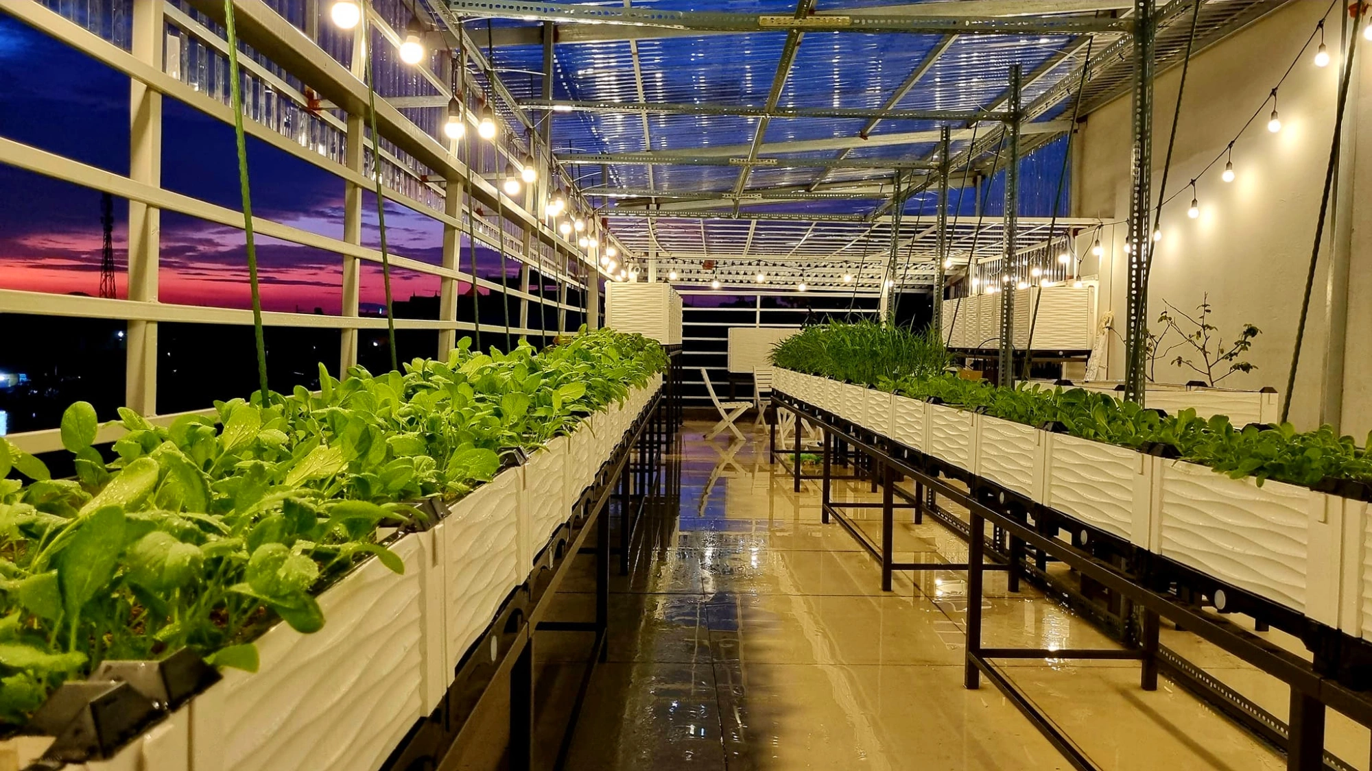 Bà mẹ Bắc Ninh biến sân thượng 100 m² thành “siêu thị rau sạch” giữa mùa bão giá