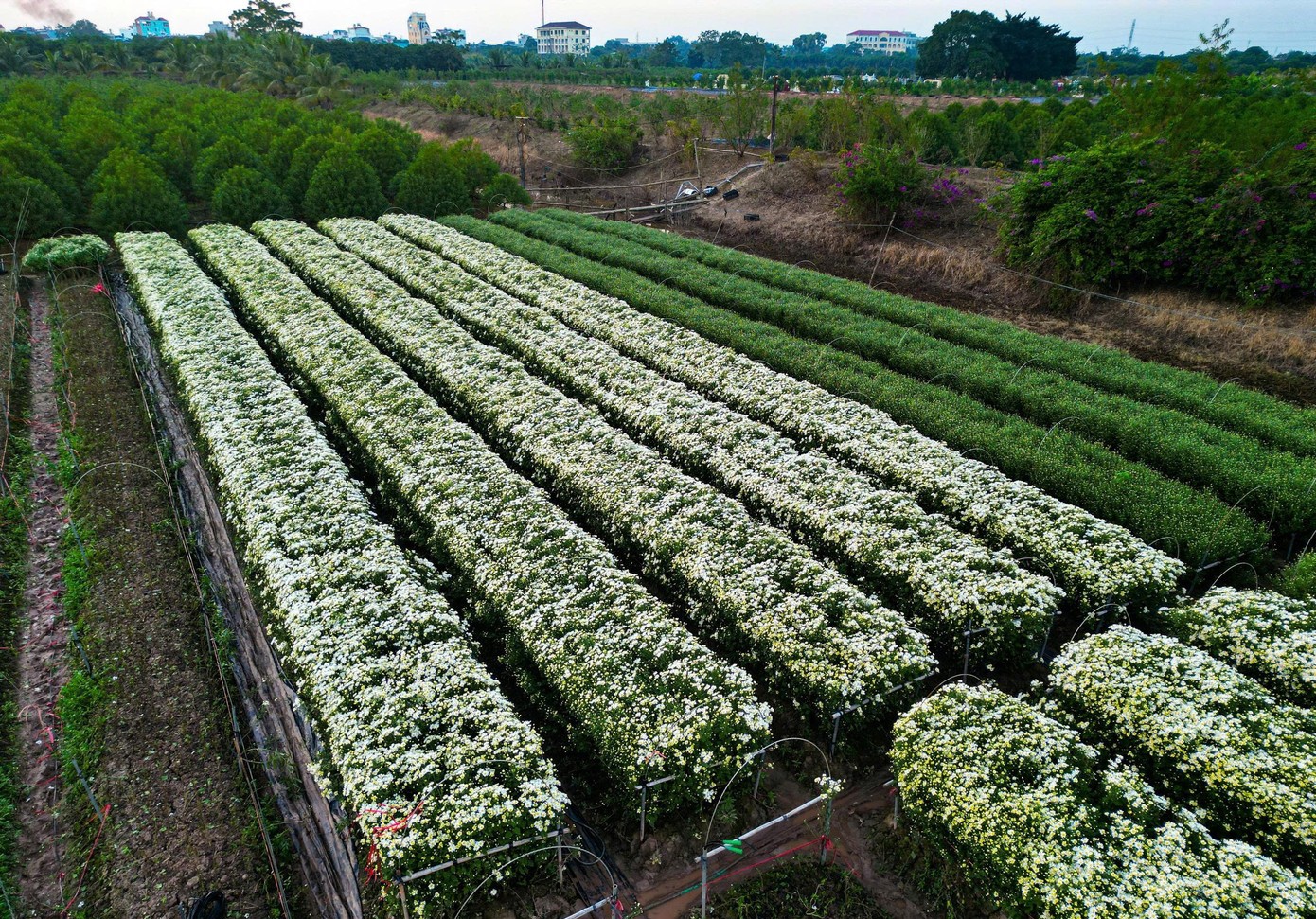 Hà Nội vào mùa cúc họa mi – sắc trắng tinh khôi đánh thức những ngày đầu đông