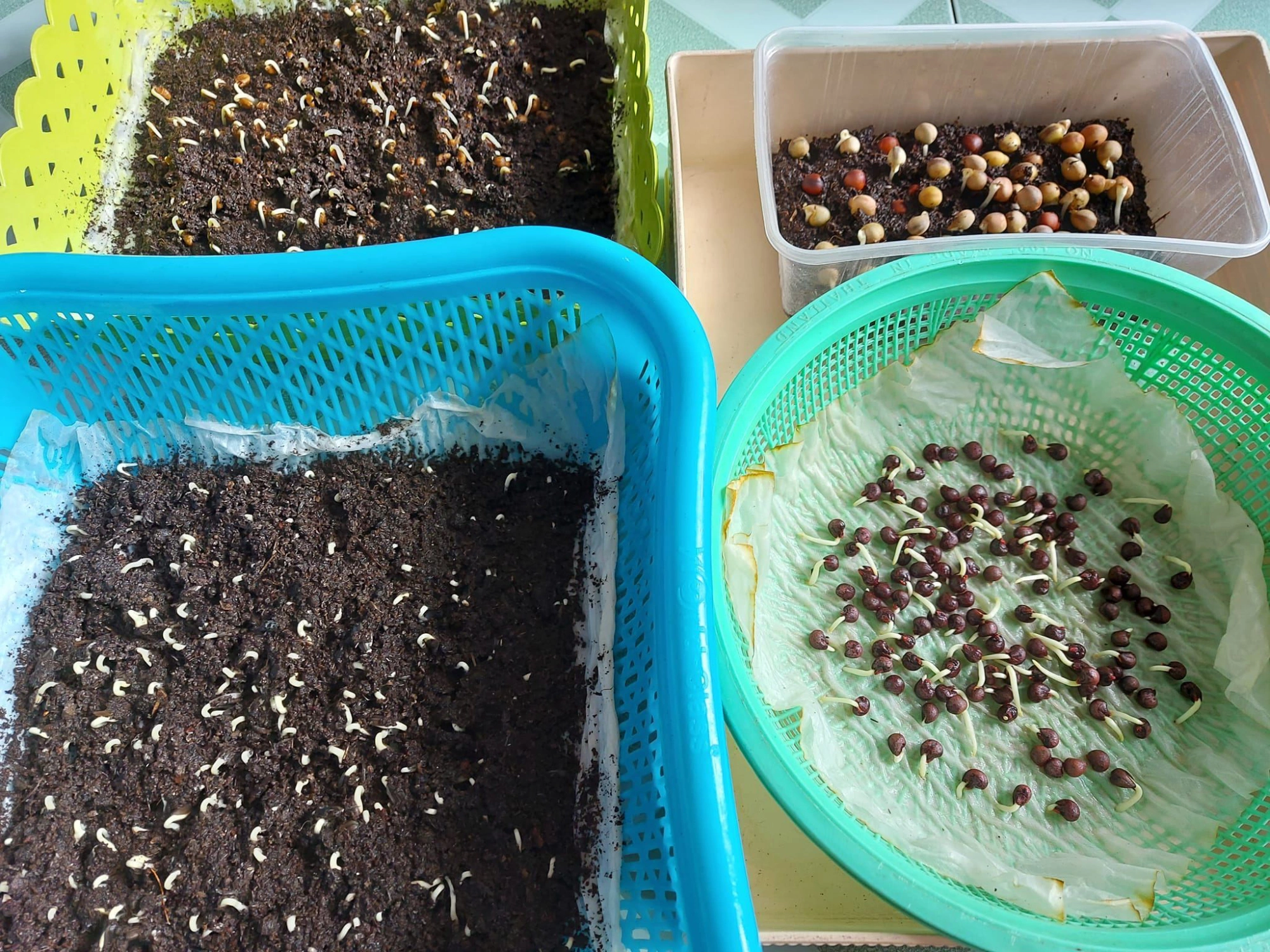 Bà mẹ Bắc Ninh biến sân thượng 100 m² thành “siêu thị rau sạch” giữa mùa bão giá