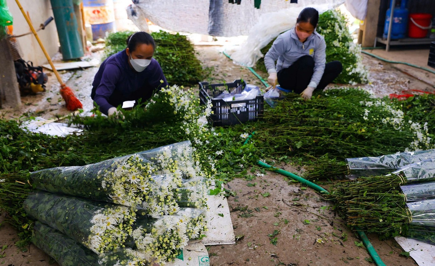 Hà Nội vào mùa cúc họa mi – sắc trắng tinh khôi đánh thức những ngày đầu đông