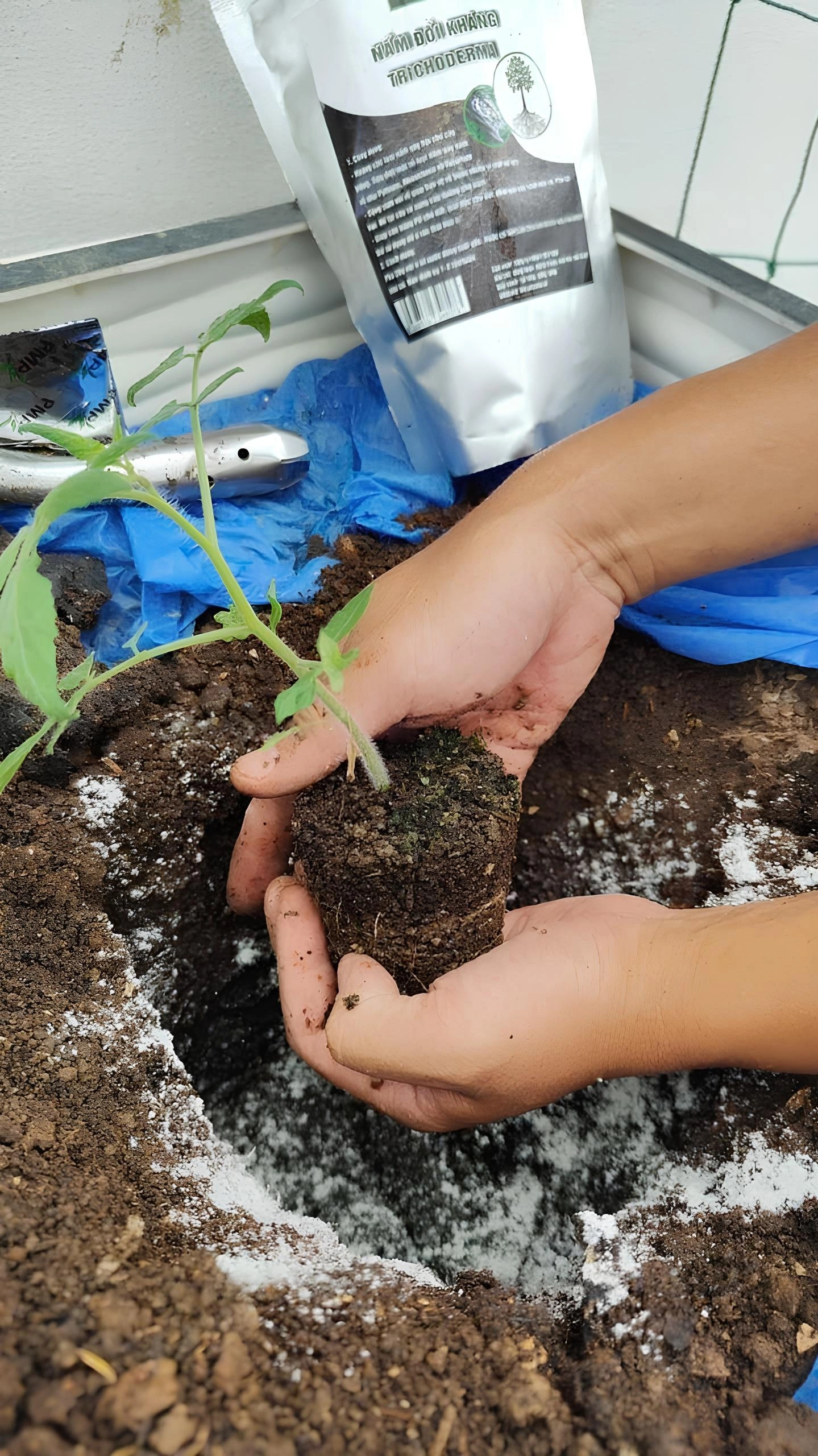 Bà mẹ Bắc Ninh biến sân thượng 100 m² thành “siêu thị rau sạch” giữa mùa bão giá