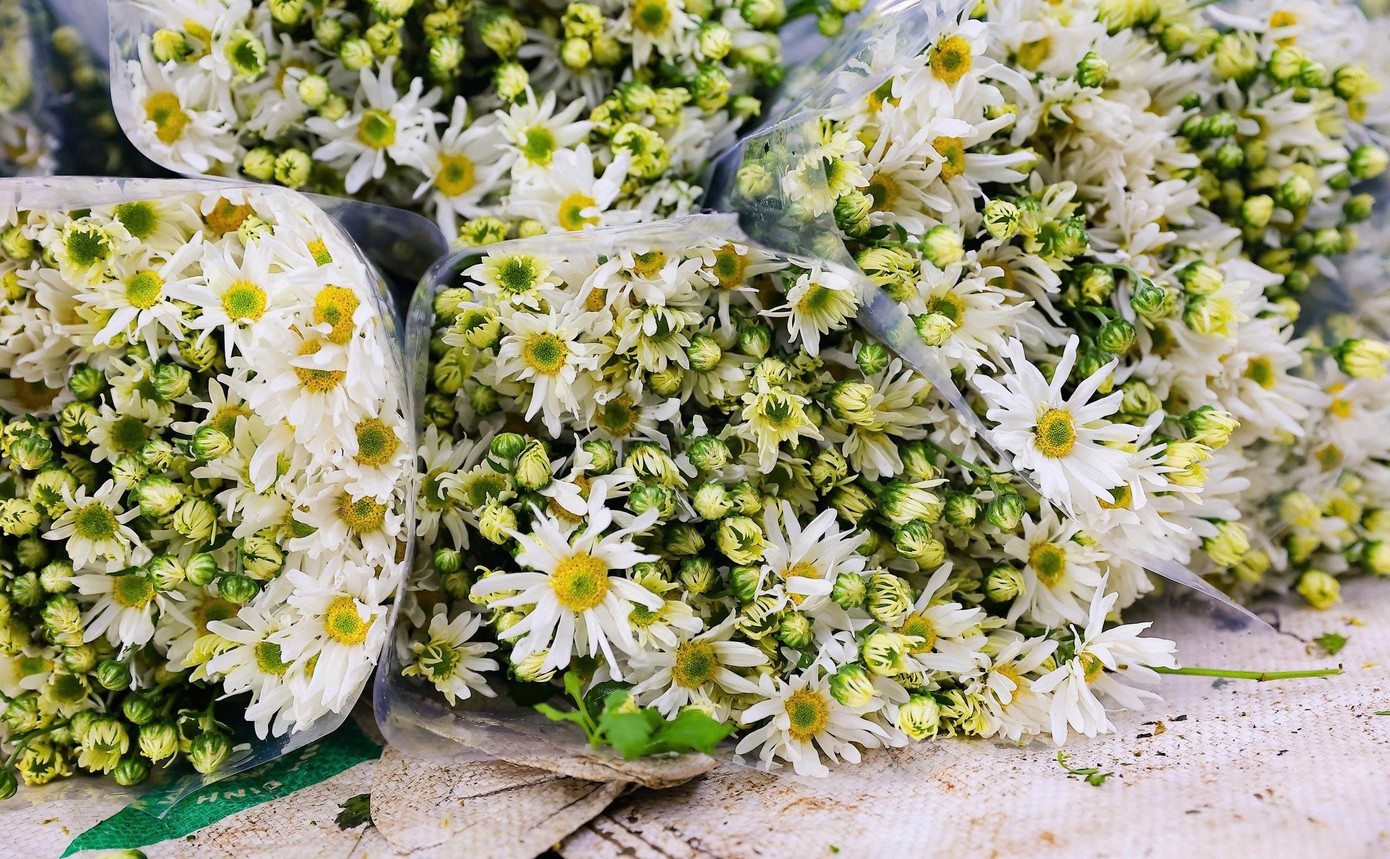 Hà Nội vào mùa cúc họa mi – sắc trắng tinh khôi đánh thức những ngày đầu đông