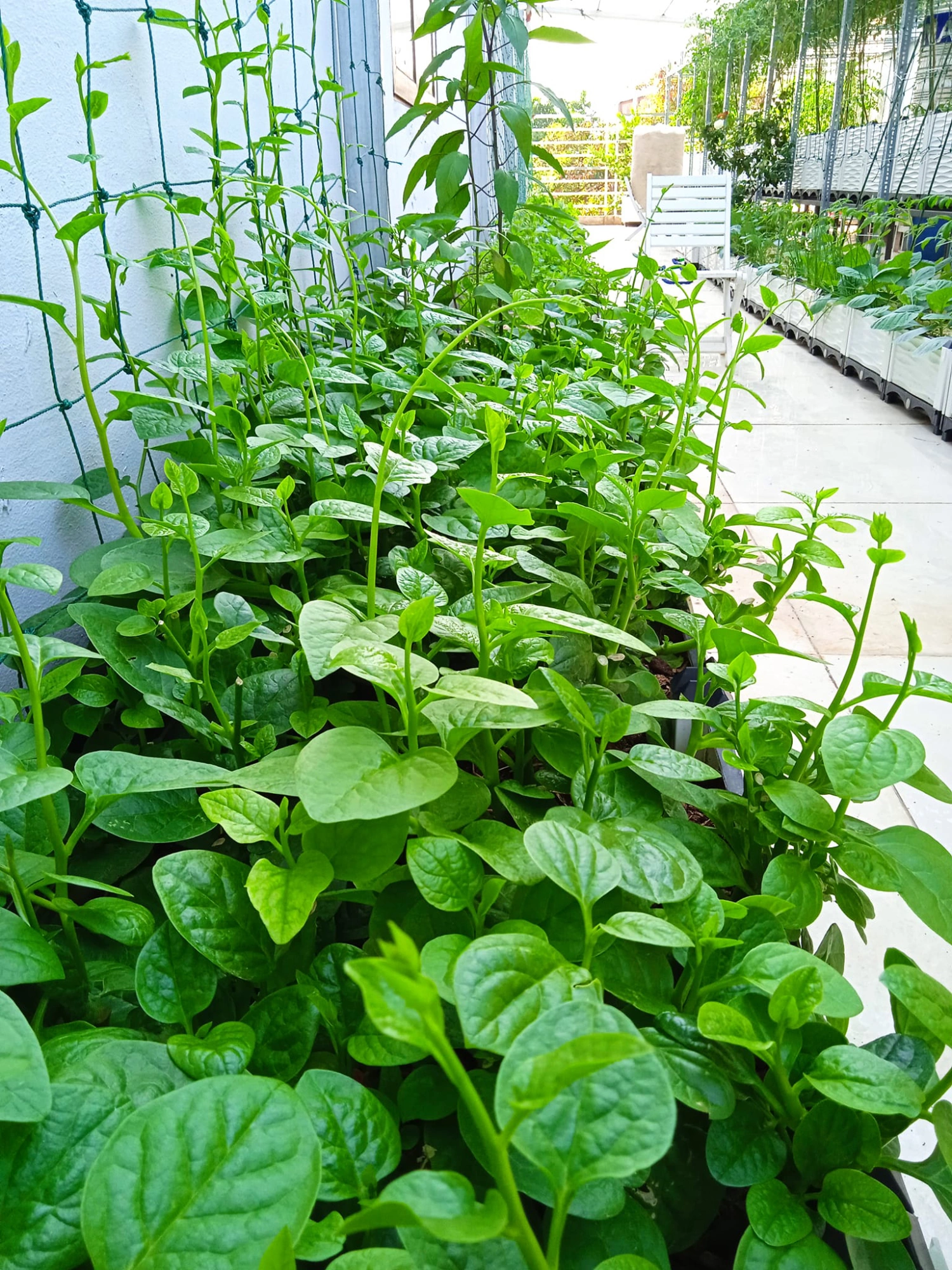 Bà mẹ Bắc Ninh biến sân thượng 100 m² thành “siêu thị rau sạch” giữa mùa bão giá