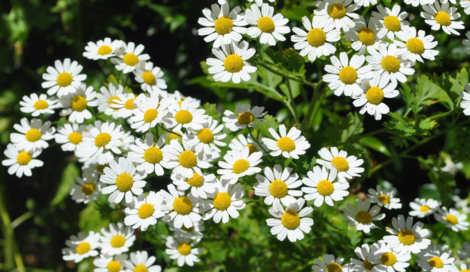 Hà Nội vào mùa cúc họa mi – sắc trắng tinh khôi đánh thức những ngày đầu đông