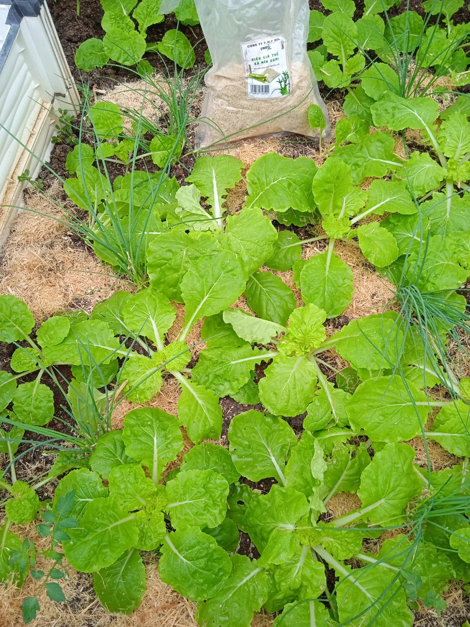 Bà mẹ Bắc Ninh biến sân thượng 100 m² thành “siêu thị rau sạch” giữa mùa bão giá