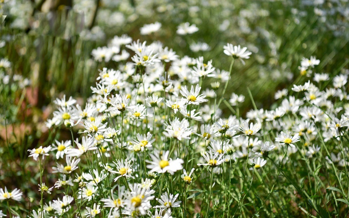 Hà Nội vào mùa cúc họa mi – sắc trắng tinh khôi đánh thức những ngày đầu đông