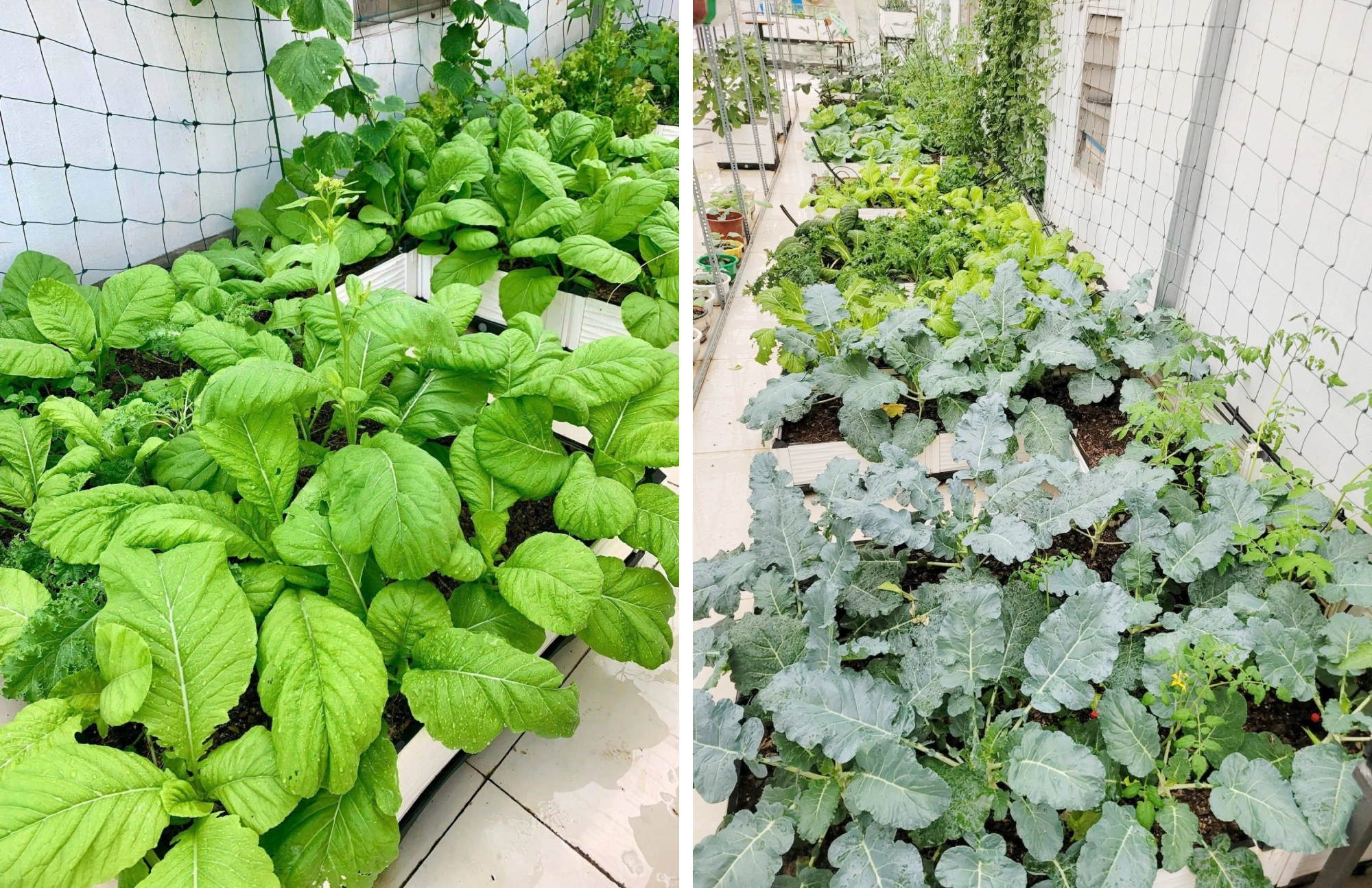 Bà mẹ Bắc Ninh biến sân thượng 100 m² thành “siêu thị rau sạch” giữa mùa bão giá