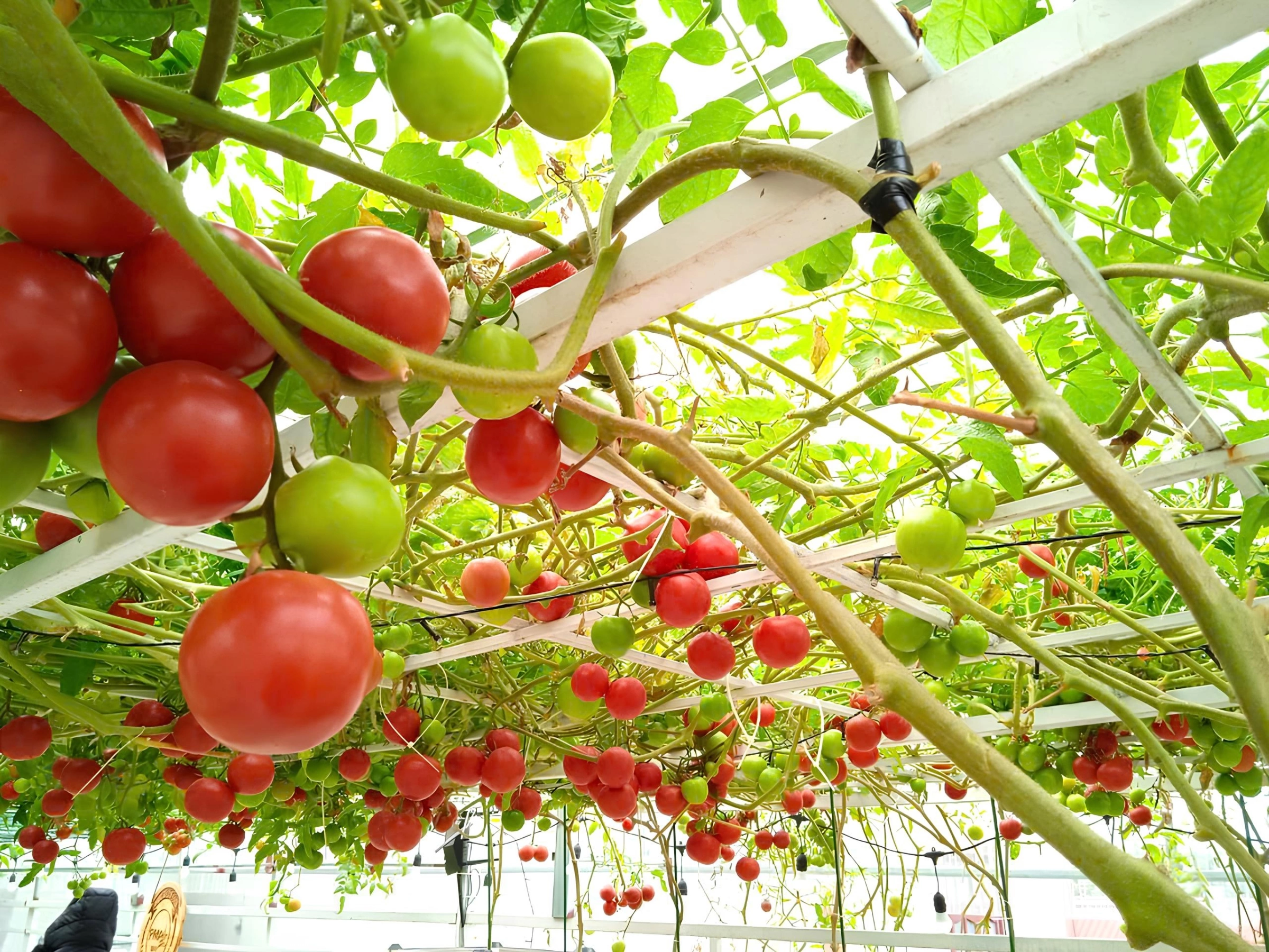 Bà mẹ Bắc Ninh biến sân thượng 100 m² thành “siêu thị rau sạch” giữa mùa bão giá