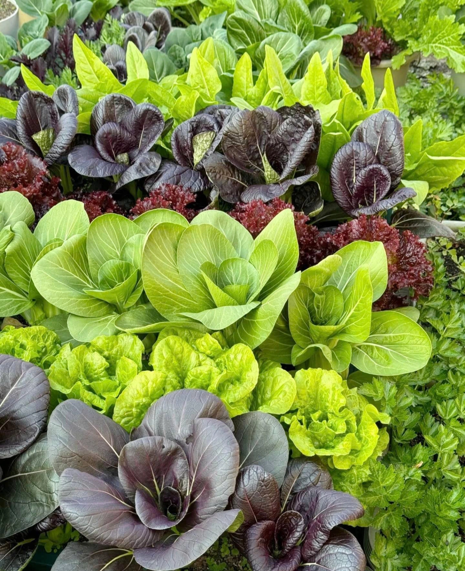 Bà mẹ Bắc Ninh biến sân thượng 100 m² thành “siêu thị rau sạch” giữa mùa bão giá