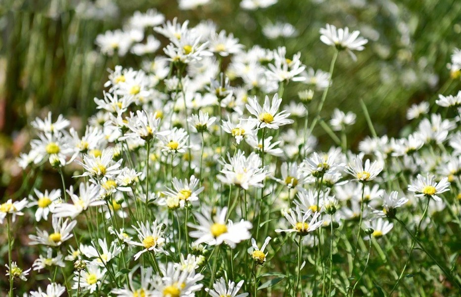 Hà Nội vào mùa cúc họa mi – sắc trắng tinh khôi đánh thức những ngày đầu đông