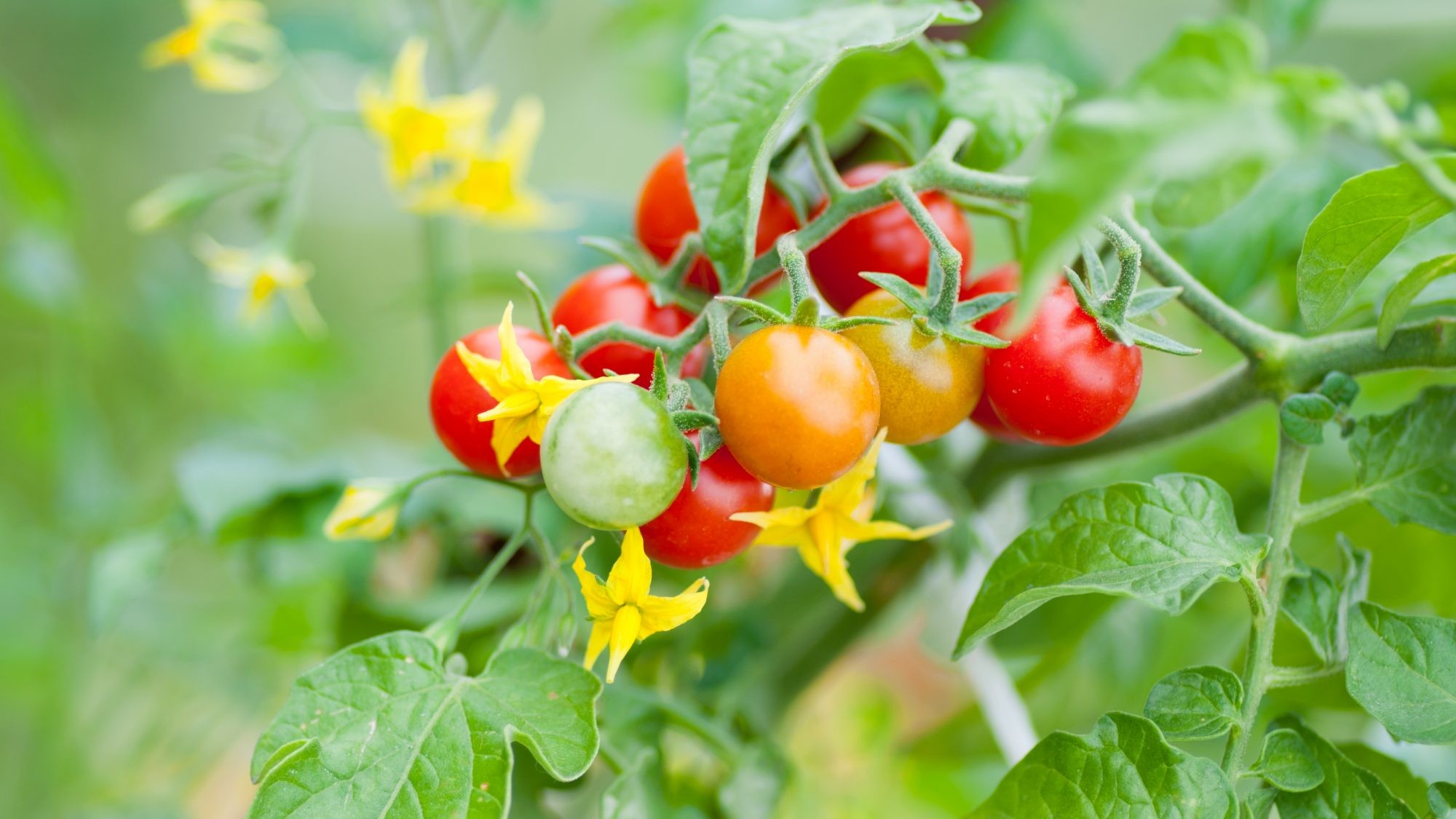 Quả quen thuộc được Mỹ đánh giá “tốt nhất thế giới”, giá rẻ, tốt cho cơ thể