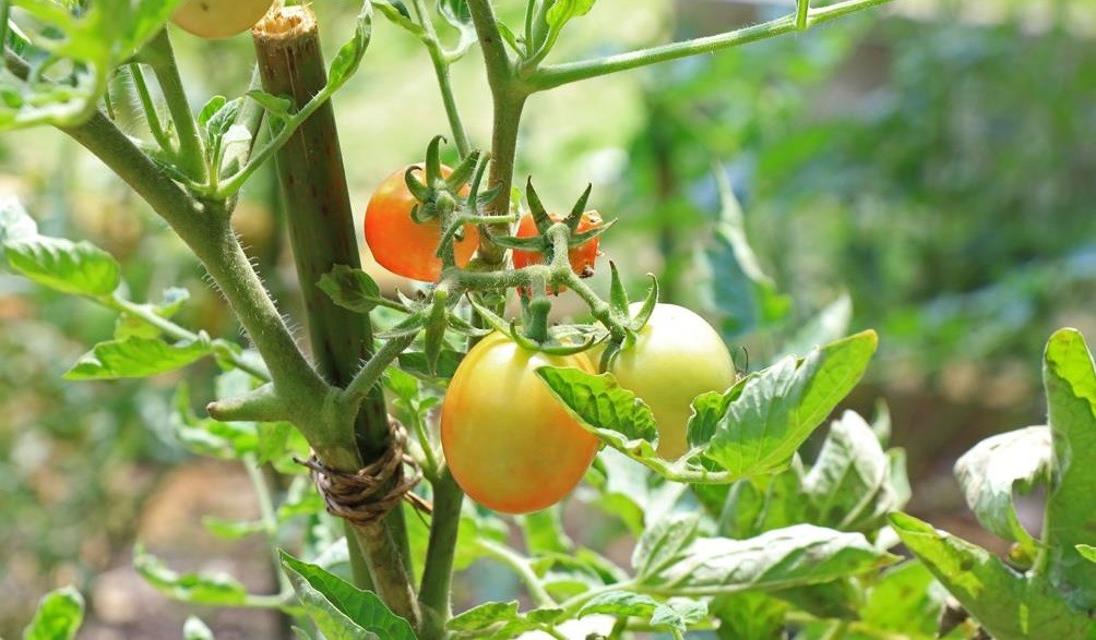 Quả quen thuộc được Mỹ đánh giá “tốt nhất thế giới”, giá rẻ, tốt cho cơ thể