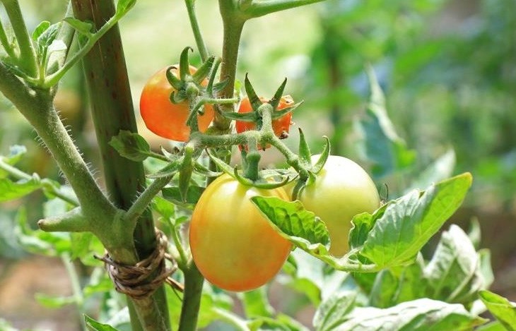 Quả quen thuộc được Mỹ đánh giá “tốt nhất thế giới”, giá rẻ, tốt cho cơ thể