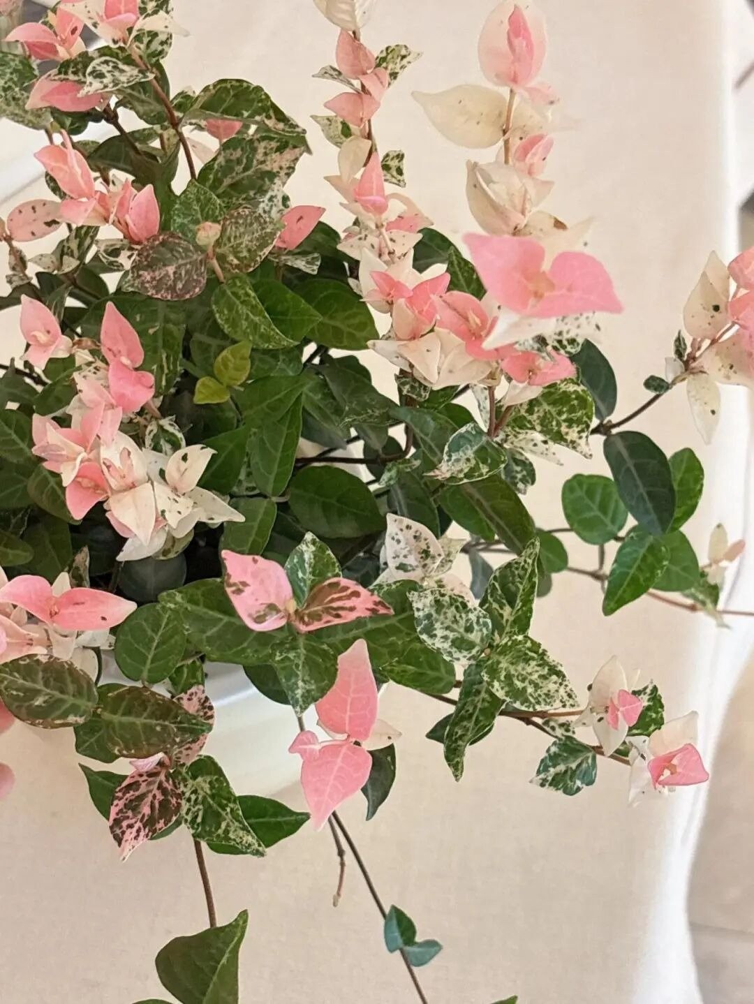 Cây cảnh tứ sắc gây sốt: lá đẹp như tranh, trồng đâu cũng nổi bật Cây cảnh tứ sắc gây sốt: lá đẹp như tranh, trồng đâu cũng nổi bật