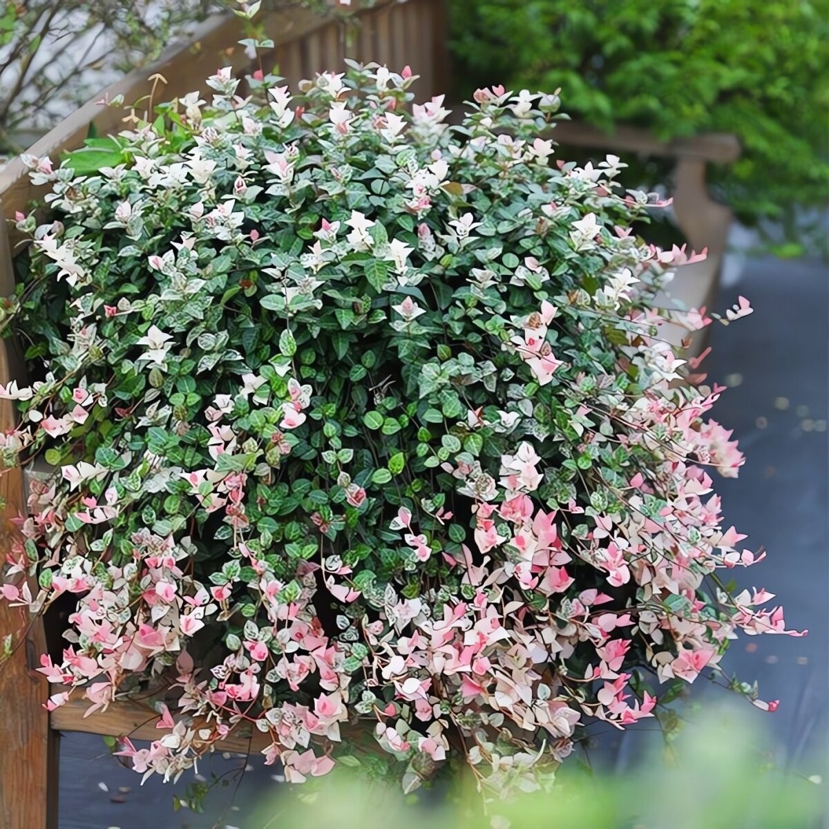 Cây cảnh tứ sắc gây sốt: lá đẹp như tranh, trồng đâu cũng nổi bật Cây cảnh tứ sắc gây sốt: lá đẹp như tranh, trồng đâu cũng nổi bật