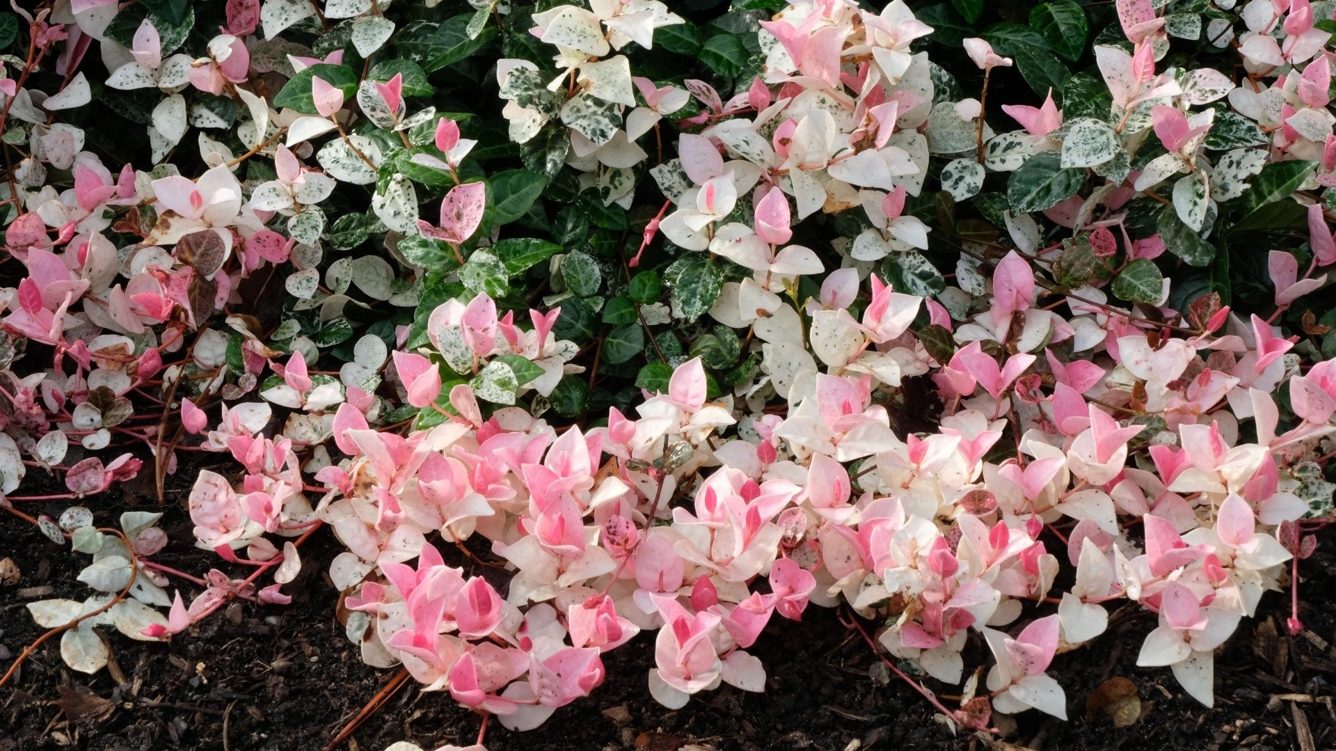 Cây cảnh tứ sắc gây sốt: lá đẹp như tranh, trồng đâu cũng nổi bật Cây cảnh tứ sắc gây sốt: lá đẹp như tranh, trồng đâu cũng nổi bật