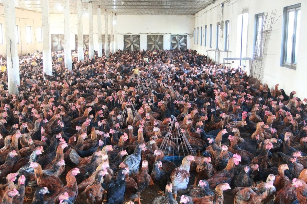 Hải Phòng: Cả làng đổi đời từ nuôi gà lai chọi Hải Phòng: Cả làng đổi đời từ nuôi gà lai chọi