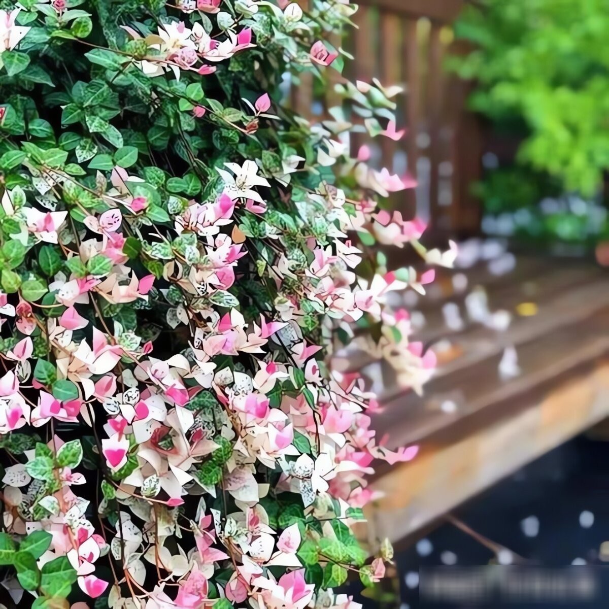 Cây cảnh tứ sắc gây sốt: lá đẹp như tranh, trồng đâu cũng nổi bật Cây cảnh tứ sắc gây sốt: lá đẹp như tranh, trồng đâu cũng nổi bật