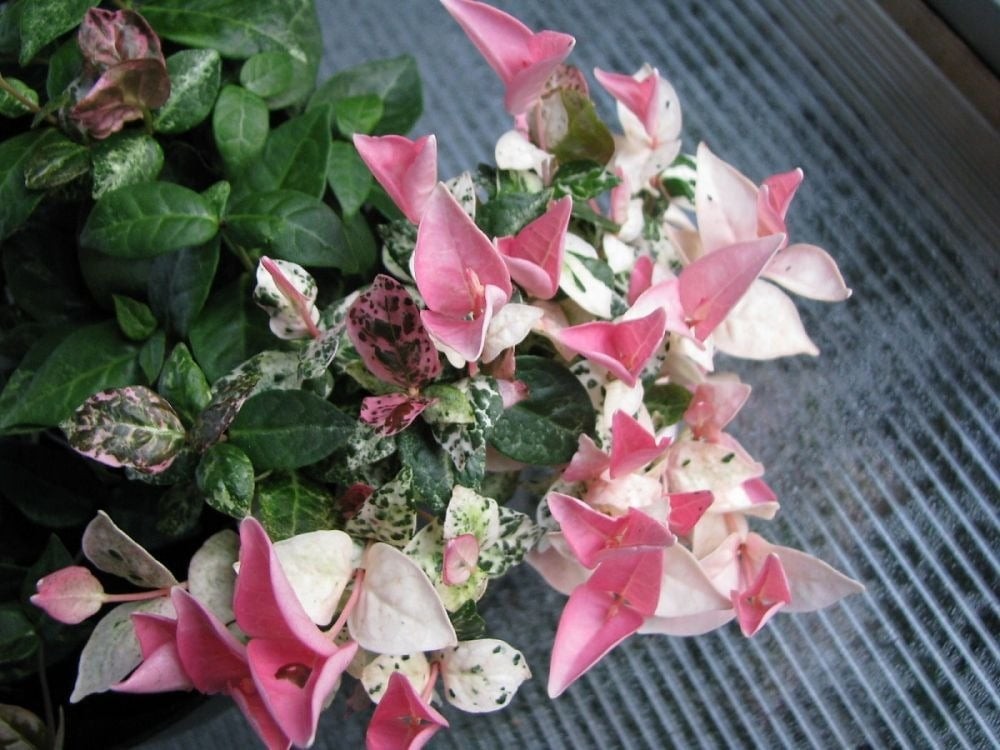 Cây cảnh tứ sắc gây sốt: lá đẹp như tranh, trồng đâu cũng nổi bật Cây cảnh tứ sắc gây sốt: lá đẹp như tranh, trồng đâu cũng nổi bật