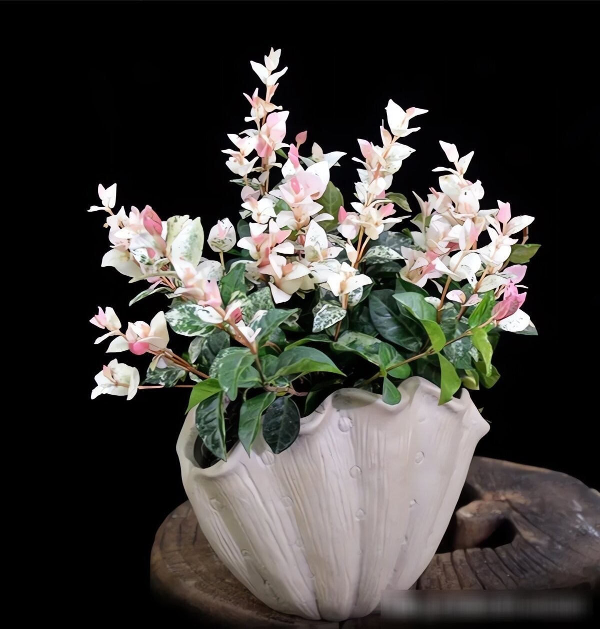 Cây cảnh tứ sắc gây sốt: lá đẹp như tranh, trồng đâu cũng nổi bật Cây cảnh tứ sắc gây sốt: lá đẹp như tranh, trồng đâu cũng nổi bật