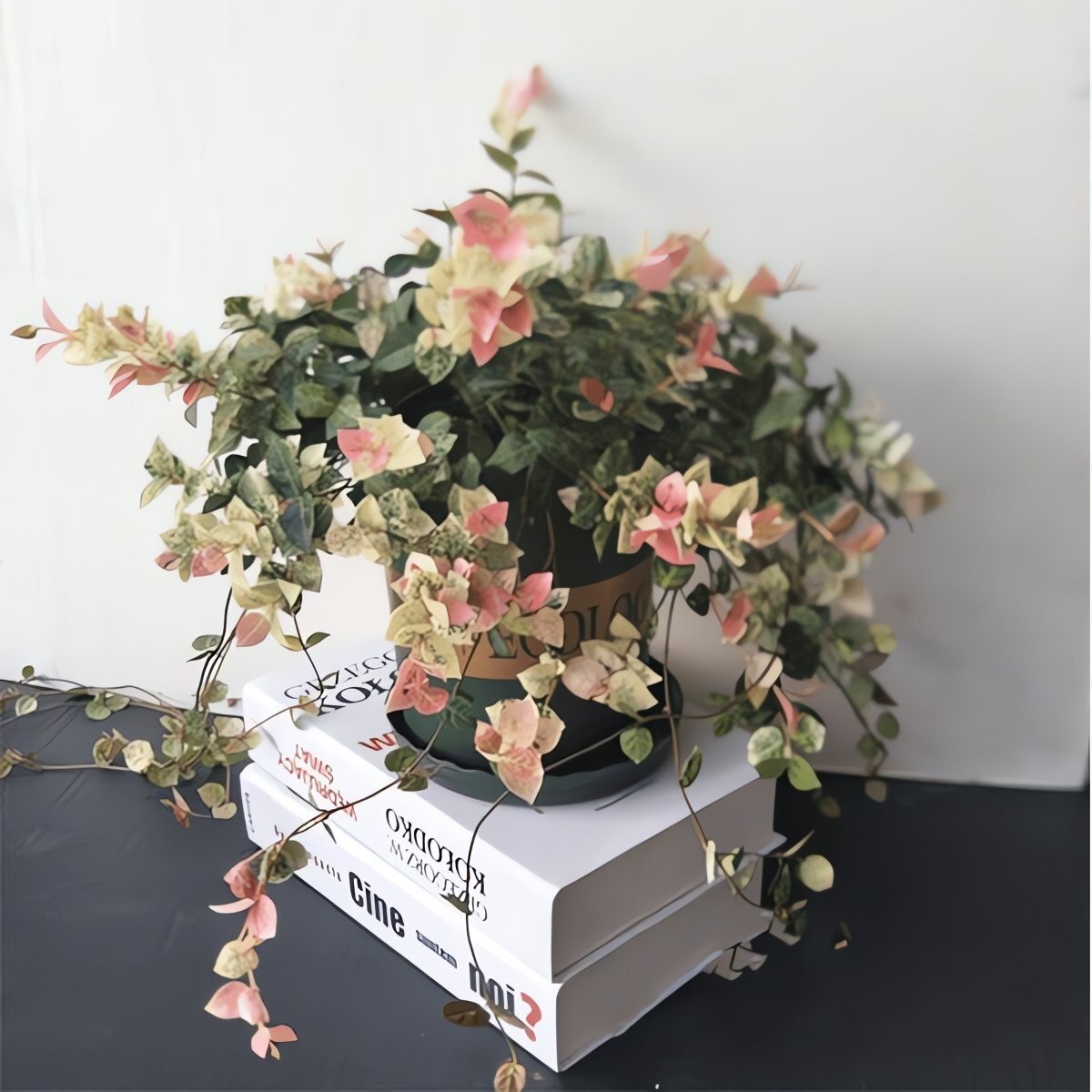 Cây cảnh tứ sắc gây sốt: lá đẹp như tranh, trồng đâu cũng nổi bật Cây cảnh tứ sắc gây sốt: lá đẹp như tranh, trồng đâu cũng nổi bật