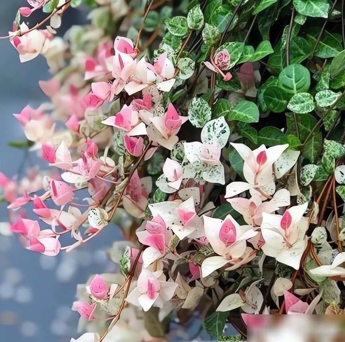 Cây cảnh tứ sắc gây sốt: lá đẹp như tranh, trồng đâu cũng nổi bật Cây cảnh tứ sắc gây sốt: lá đẹp như tranh, trồng đâu cũng nổi bật