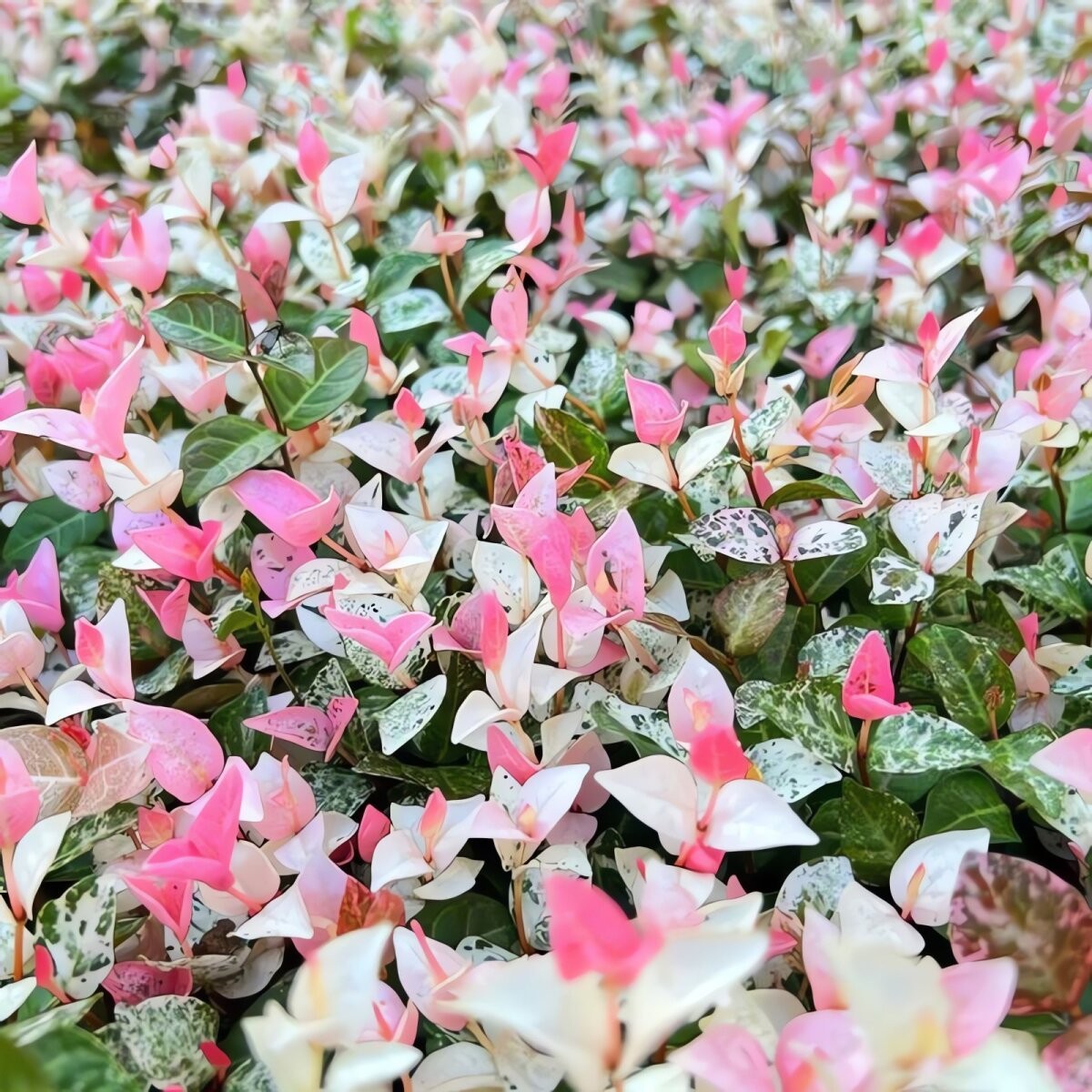 Cây cảnh tứ sắc gây sốt: lá đẹp như tranh, trồng đâu cũng nổi bật Cây cảnh tứ sắc gây sốt: lá đẹp như tranh, trồng đâu cũng nổi bật