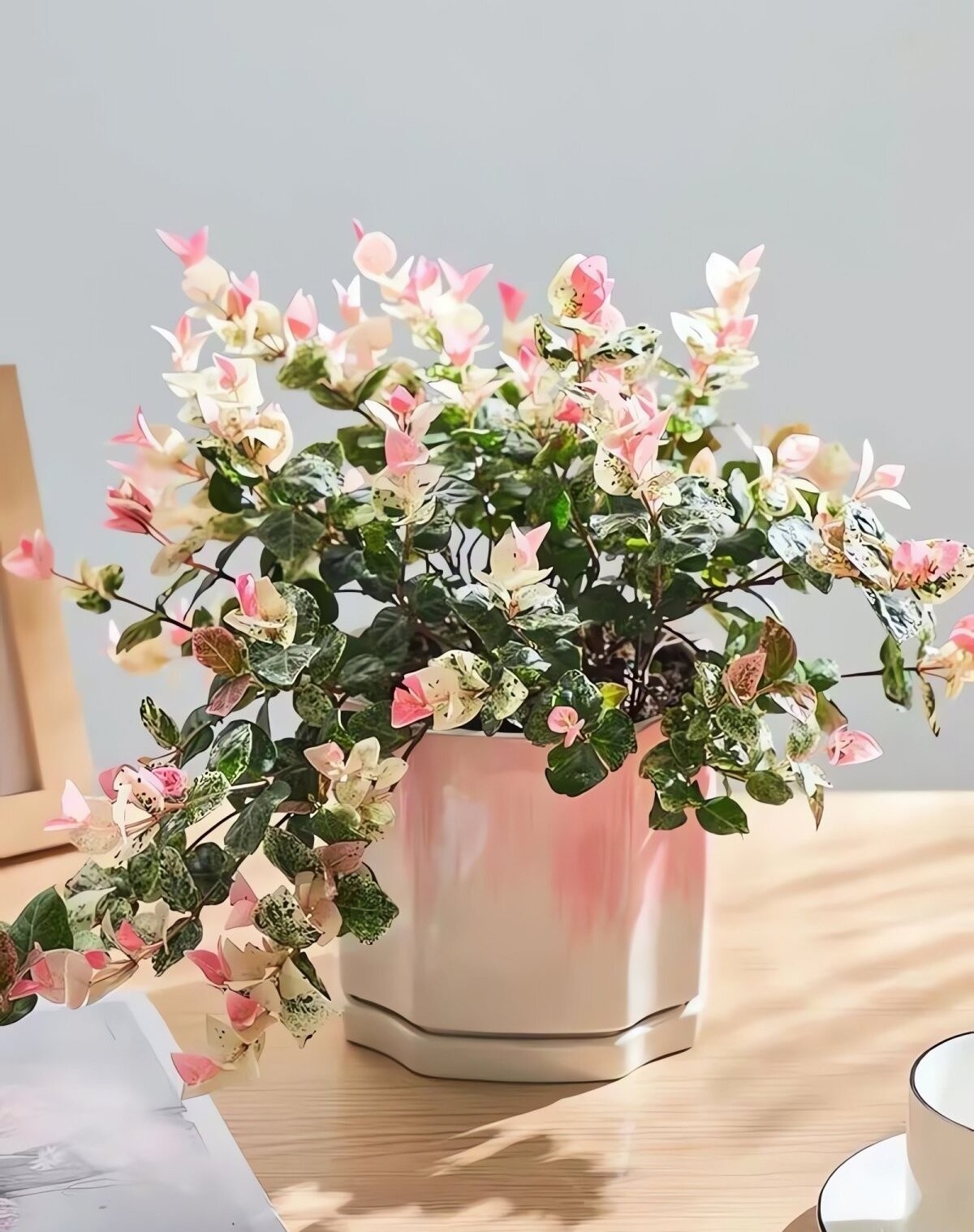 Cây cảnh tứ sắc gây sốt: lá đẹp như tranh, trồng đâu cũng nổi bật Cây cảnh tứ sắc gây sốt: lá đẹp như tranh, trồng đâu cũng nổi bật