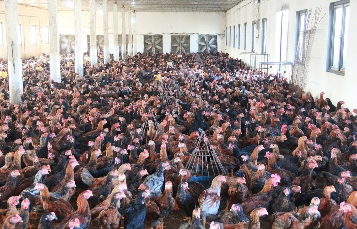 Hải Phòng: Cả làng đổi đời từ nuôi gà lai chọi