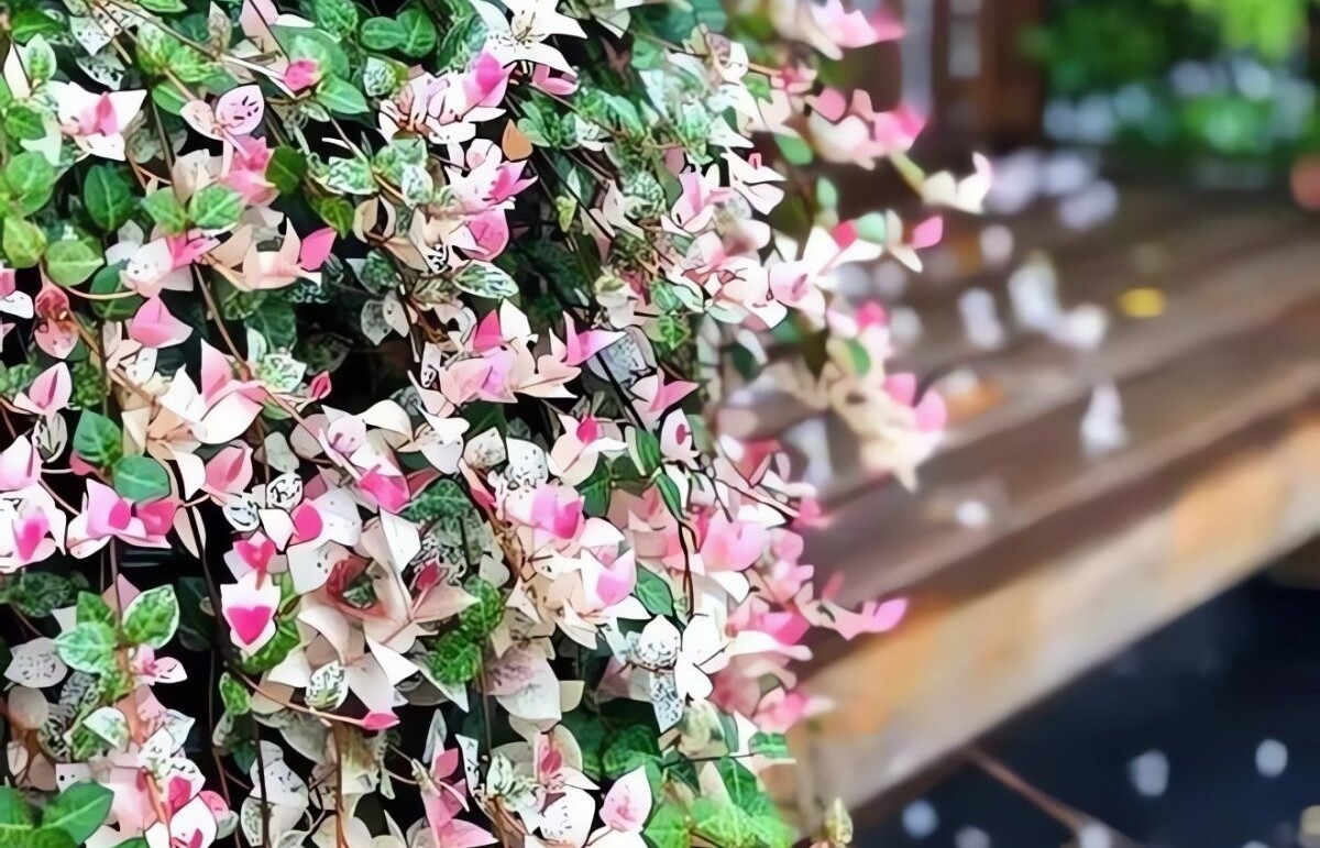 Cây cảnh tứ sắc gây sốt: lá đẹp như tranh, trồng đâu cũng nổi bật