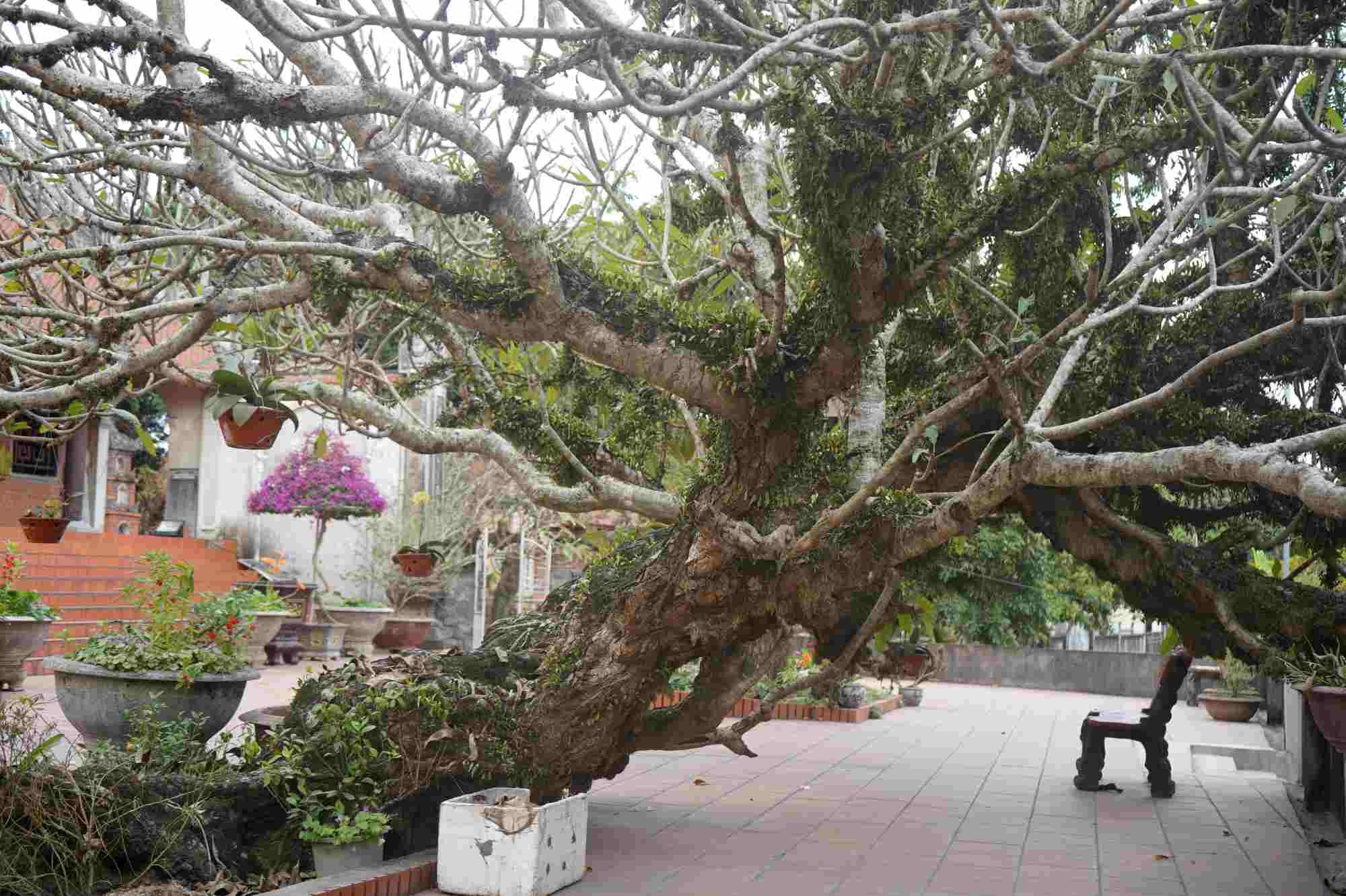 5 cây đại cổ thụ dáng hình độc lạ ở Hải Phòng 5 cây đại cổ thụ dáng hình độc lạ ở Hải Phòng