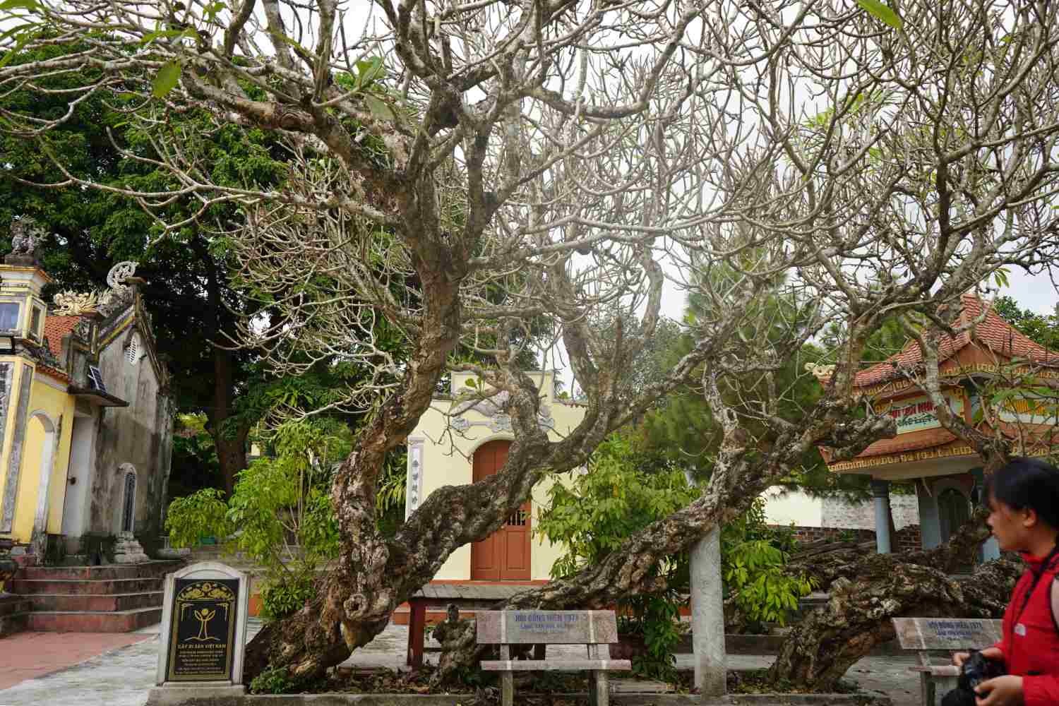 5 cây đại cổ thụ dáng hình độc lạ ở Hải Phòng 5 cây đại cổ thụ dáng hình độc lạ ở Hải Phòng