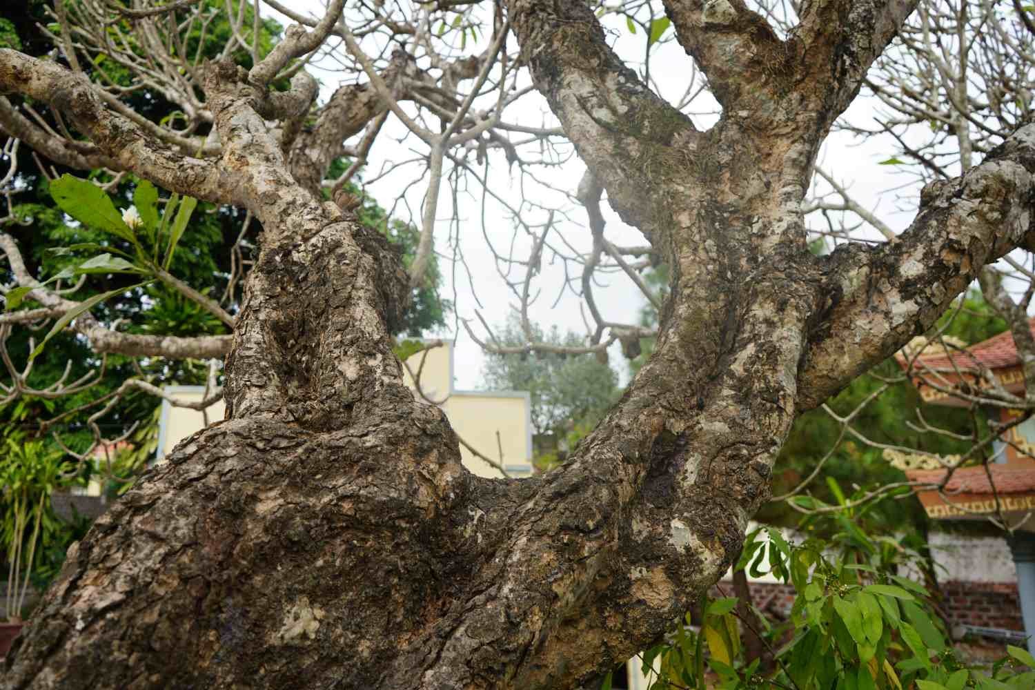 5 cây đại cổ thụ dáng hình độc lạ ở Hải Phòng 5 cây đại cổ thụ dáng hình độc lạ ở Hải Phòng