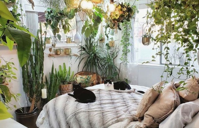 3 vị trí “cấm kỵ” đặt cây trong nhà: Chọn sai chỗ, tiền tài và sức khỏe đều ảnh hưởng