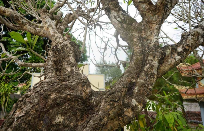 5 cây đại cổ thụ dáng hình độc lạ ở Hải Phòng