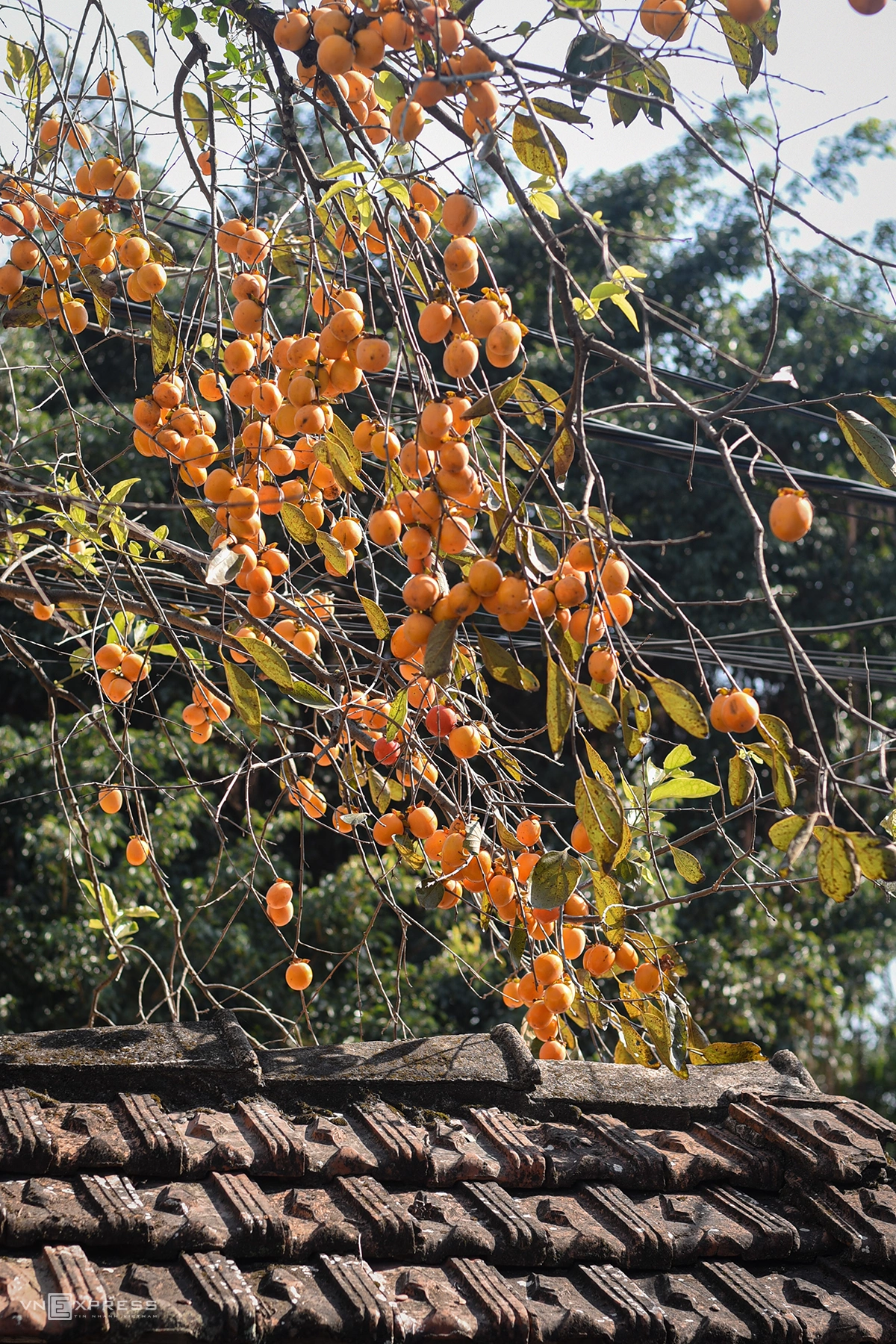Trồng đúng loại cây phong thủy này trong nhà: Vừa đẹp bốn mùa, vừa tốt cho sức khỏe