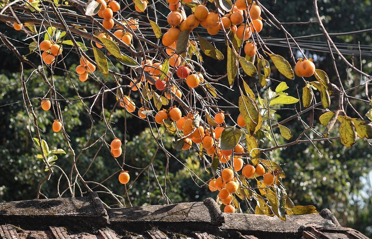 Trồng đúng loại cây phong thủy này trong nhà: Vừa đẹp bốn mùa, vừa tốt cho sức khỏe