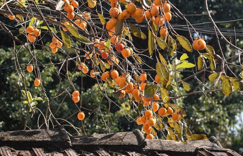 Trồng đúng loại cây phong thủy này trong nhà: Vừa đẹp bốn mùa, vừa tốt cho sức khỏe