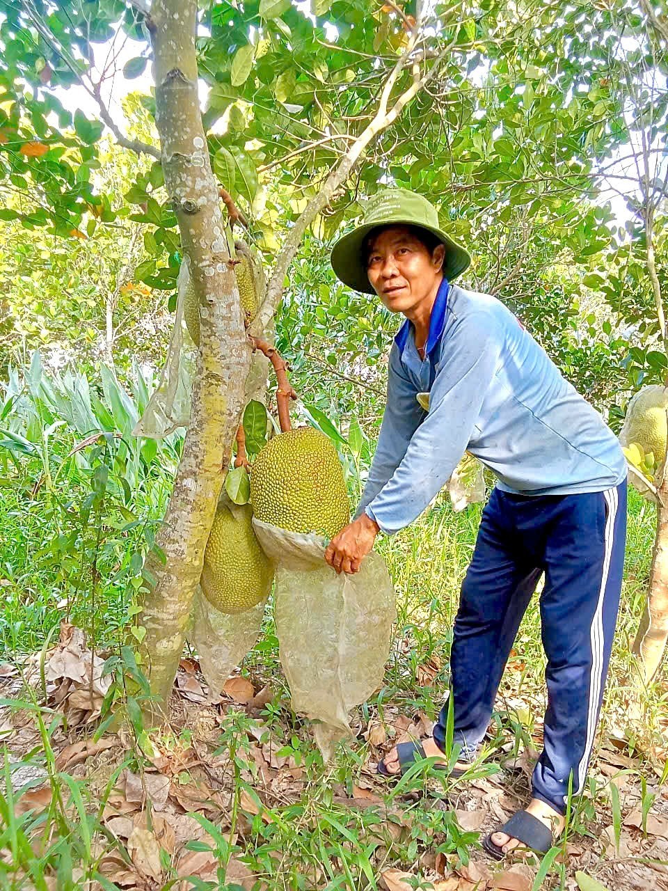 Nông dân Cần Thơ trồng giống mít gì mà ra trái liên tục, lãi lớn mỗi năm? Nông dân Cần Thơ trồng giống mít gì mà ra trái liên tục, lãi lớn mỗi năm?