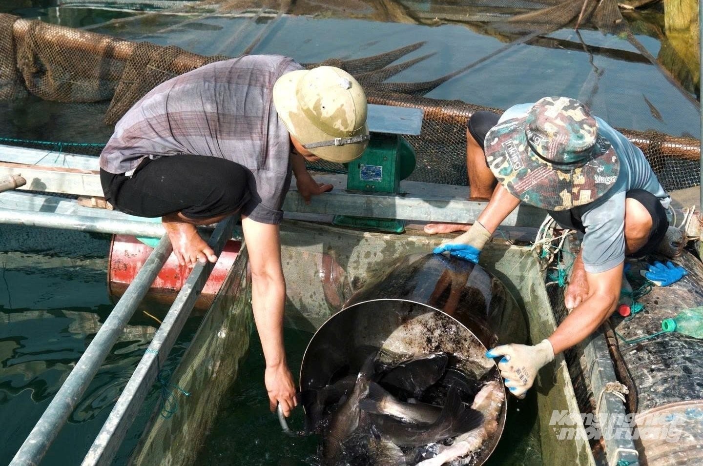 Làng nổi nuôi cá lồng trên lòng hồ thủy điện Tuyên Quang