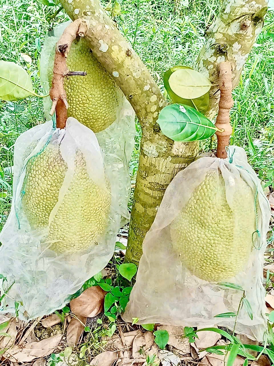 Nông dân Cần Thơ trồng giống mít gì mà ra trái liên tục, lãi lớn mỗi năm? Nông dân Cần Thơ trồng giống mít gì mà ra trái liên tục, lãi lớn mỗi năm?