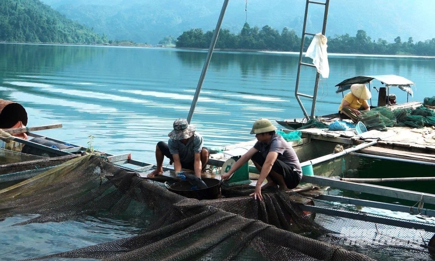 Làng nổi nuôi cá lồng trên lòng hồ thủy điện Tuyên Quang