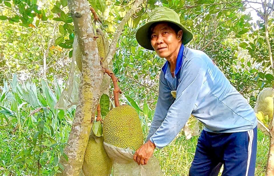Nông dân Cần Thơ trồng giống mít gì mà ra trái liên tục, lãi lớn mỗi năm?