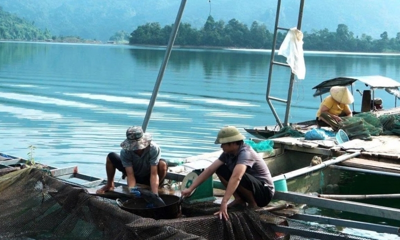 Làng nổi nuôi cá lồng trên lòng hồ thủy điện Tuyên Quang