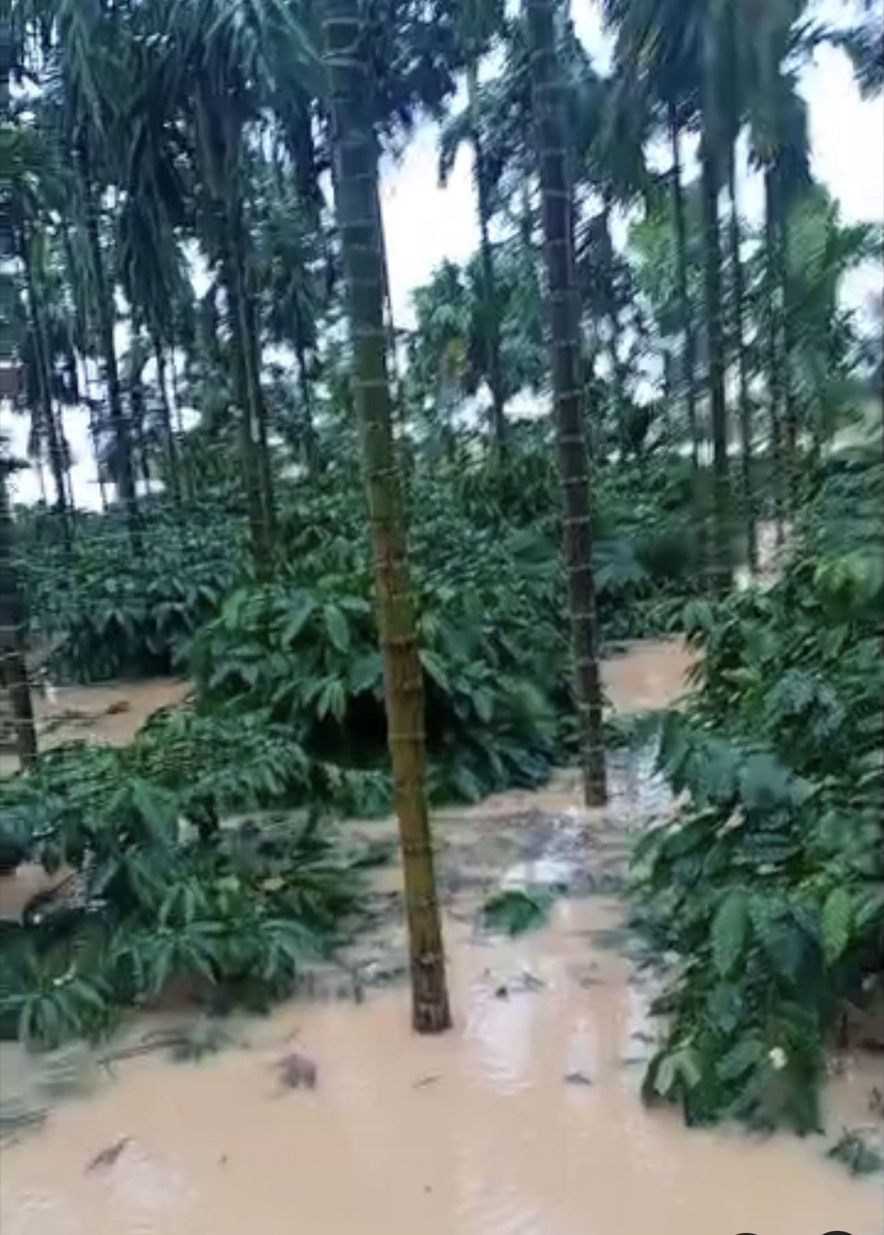 Đắk Lắk oằn vai chống lũ và khắc phục hậu quả sau bão lụt