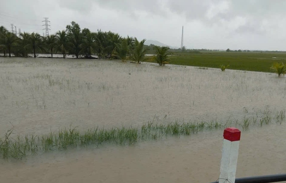 Khánh Hòa: Gần 10.400ha cây trồng bị ngập úng sau mưa lũ